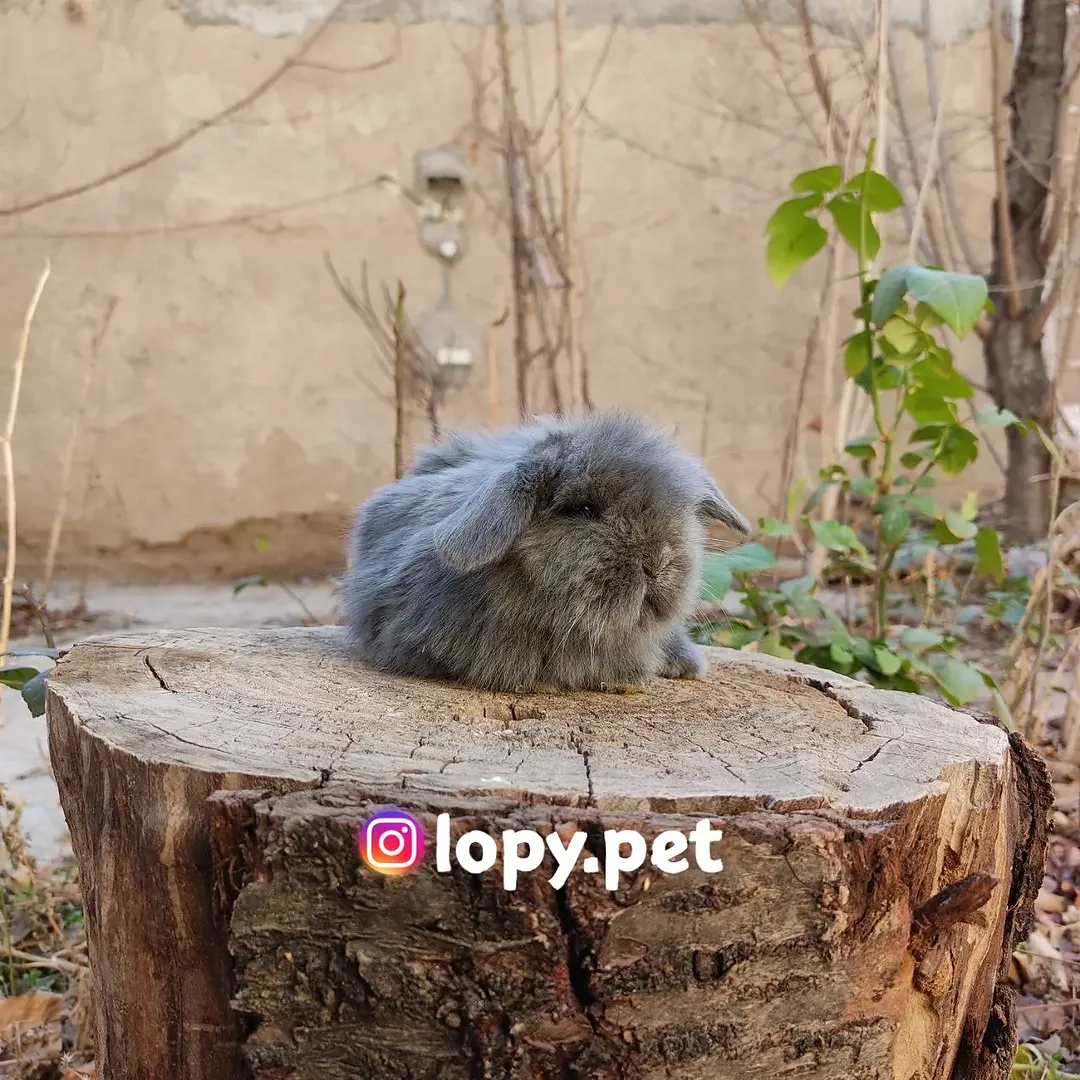 خرگوش مینی لوپ ترکیش سوپرفلت🥰💙🫐